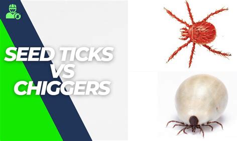 Seed Ticks Vs Chiggers In Important Points Explained Y L P C