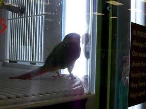 A Talented Conure I Saw At Petco YouTube