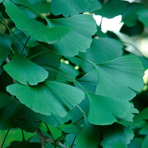 We did not find results for: Gingko biloba - Maiden Hair Tree Ginko Tree Blerick Trees ...