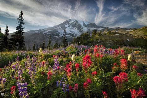 The Paradise Area Trails At The Base Of Mt Rainier Pics