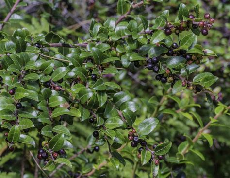 How To Grow And Care For Black Huckleberries