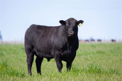 4 Most Expensive Cattle Ever Sold Pet Keen