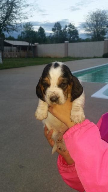 Just let me know the best way. Basset Hound puppy dog for sale in LUMBERTON, North Carolina