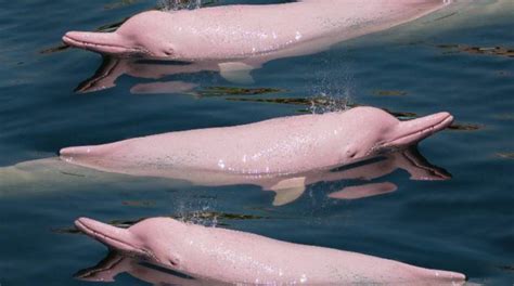 El Delfín Rosado Historia Características Alimentación Y Reproducción
