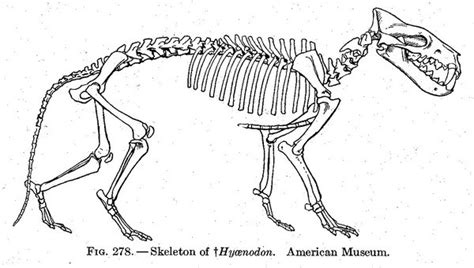 Dinosaur Skeletal Reconstruction Prehistoric Animal Bones Hyaenodon