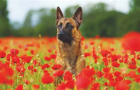 Learn about their appearance, temperament, history, care, and common health problems. Belgian Malinois-Guide to one of the greateset guard dogs ...