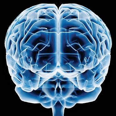 cerebro humano   cerebro humano