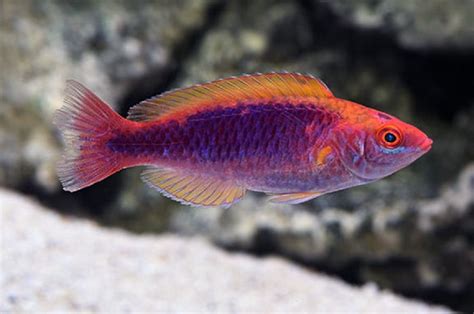 Gambar Lucu Ikan