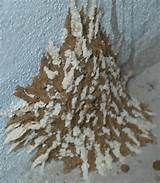 Termite Damage Evidence Photos