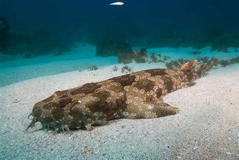 6 Spotted Wobbegong Shark Hd Wallpapers Background Images Wallpaper