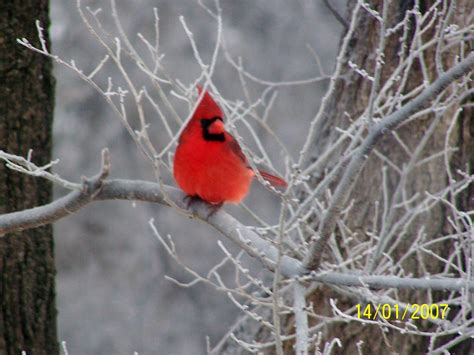 Bird Sounds And Calls Of The Northern Cardinal The Old Farmers Almanac