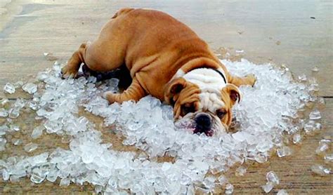 The Signs Symptoms And Dangers Of Dogs Overheating Anguspost