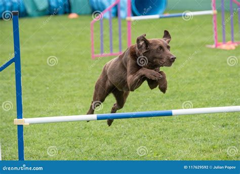 Labrador Retriever Jumping Over Obstacle On Agility Competition Stock