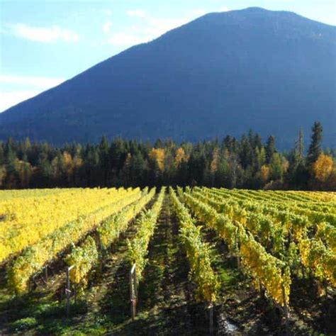 Discover The Wines Wineries And Vineyards Of British Columbia Wine Bc