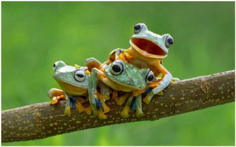 You could download the wallpaper and use it for your desktop pc. Cute Frogs HD Wallpaper | cute frogs hd wallpaper 1080p ...