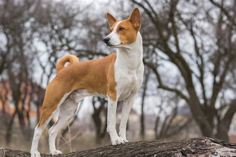 Basenji Breeders And Puppies For Sale