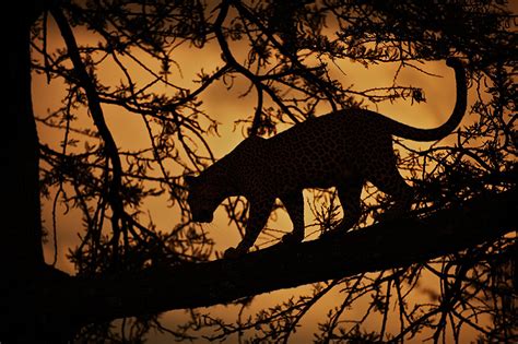 Leopard Silhouette Sean Crane Photography