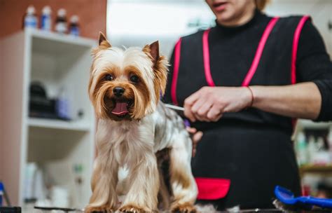 Weymouths Dog Grooming Answer To Every Pawblem
