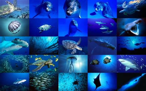 49 Free Sea Life Wallpaper Wallpapersafari