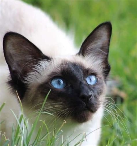 14 Things You Should Know About A Balinese Cat Page 2 Of 3 Petpress