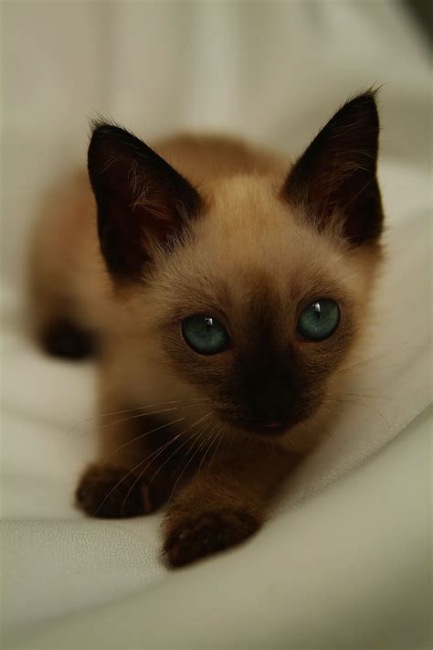 Lilac Point Siamese Personality Behaviors Of Female Siamese Kittens Siamesecat Cute Cats