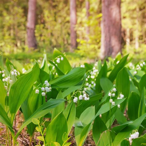 Lily Of The Valley Ground Cover Pips 1 Year Old Convallaria Bulbs Easy To Grow Bulbs