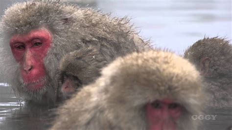 All important information about jigokudani monkey park, working hours, location, photos, and reviews on planetofhotels.com. Snow Monkey - Jigokudani Monkey Park - YouTube