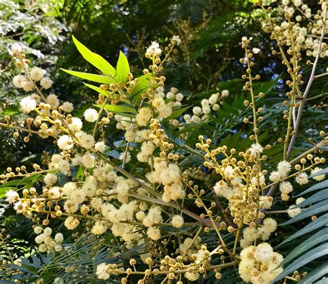 #Acacia elata. | Plants, Grapes, Fruit