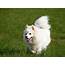 Japanese Spitz Full Pro History And Care