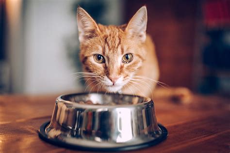 They just don’t like talking about it that way. Wet Cat Food Types: Which Is Best for Your Cat? | ReviewThis