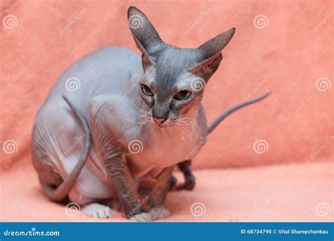 The Donskoy Sphynx Cat Stock Photo Image Of Animals 68734790