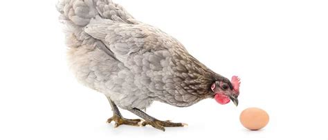 › chicken or egg argument. Which came first, the chicken or the egg? - BBC Science ...