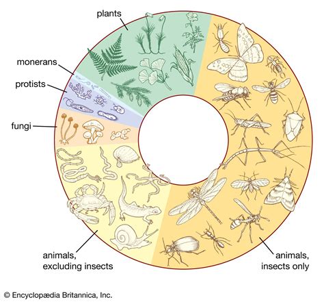 What Are The Different Types Of Species Found On Earth