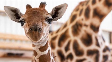 Woodland Park Zoo Welcomes New Baby Giraffe And Its A Boy Abc News