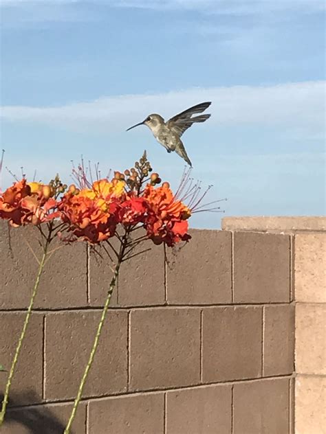 You can tell by the red throat. Hummingbird in flight | Pretty birds, Beautiful birds ...