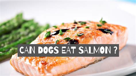 Never give smoked salmon to your dog because it is cured using ingredients, especially salt, that is harmful to your dog. Can Dogs Eat Salmon? Is Salmon Good For Dogs? - YouTube