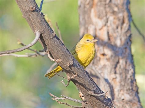 Photography By Deb Hirt Oklahoma Breeding Bird Species Profile Summer