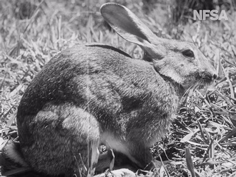 Rabbits Introduced Australias Defining Moments Digital Classroom