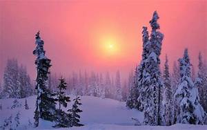 winter, , snow, , trees, , forest, , sun, , sunset, , sky, , landscape