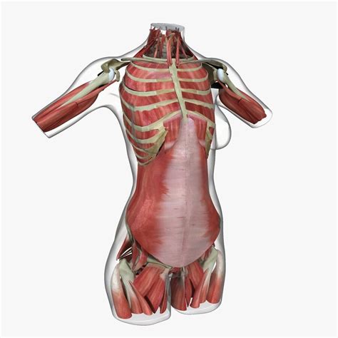 Torso Muscle Anatomy Human Anatomy Torso Skeleton With Muscles Veins