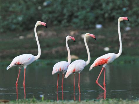 Download the perfect flamingo pictures. Flamingo-Comum: Características, Nome Cientifico e Fotos ...