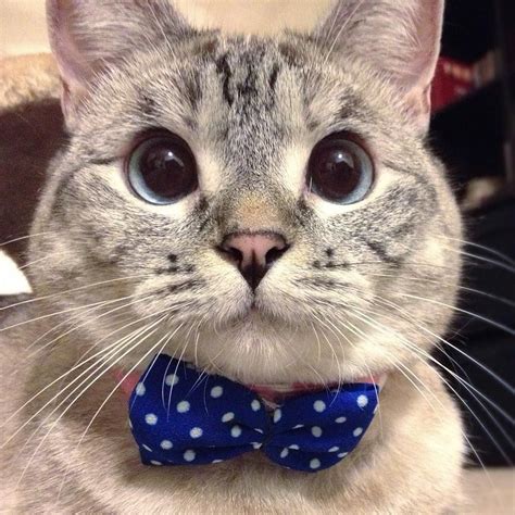 Nala Cat ™ Nalacat On Instagram “me And My Very First Bow Tie