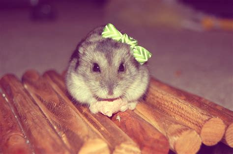 Cute Little Bow On My Cute Little Hamster Rhamster