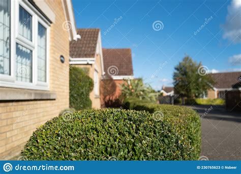 Shallow Focus Of A Well Maintained Privet Hedge Seen Outside A Private