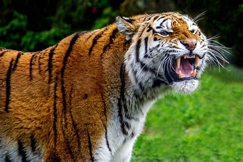 Tiger Roar Pictures Images And Stock Photos Istock