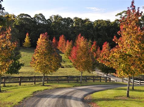 Bowral Autumn Music Festival Nsw Holidays And Accommodation Things To