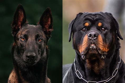 Belgian Malinois Vs Rottweiler Whats The Difference Hellobark