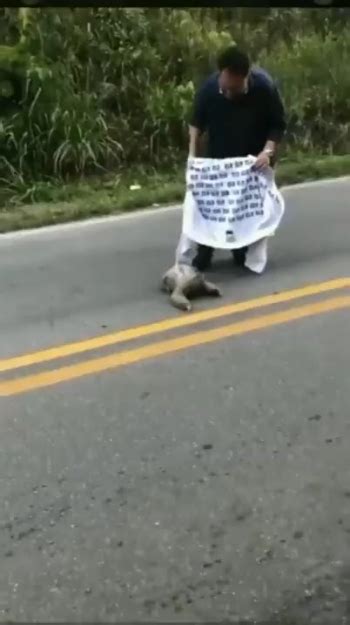 This Man Helps A Sloth To Cross The Road And The Sloth Is So Grateful Press Unmute Funny
