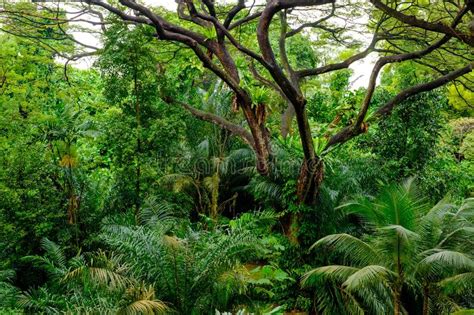 Lush Tropical Green Jungle Stock Photo Image 63250683