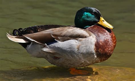Synapse Science Magazine A Nation Of Fat Ducks